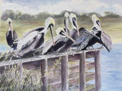 Mary Wainwright Brown Pelicans